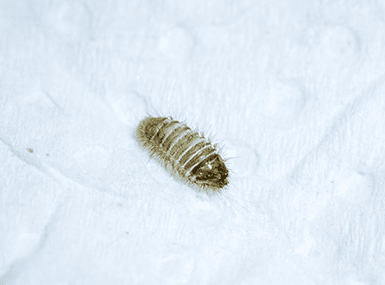 سوسك فرش؛ از جمله حشراتی که لباس می خورند